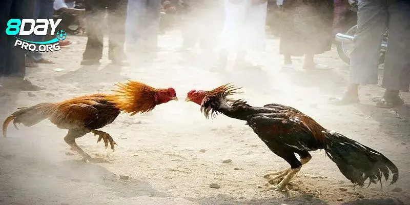 Xem trận đấu hấp dẫn ngay trong tầm tay