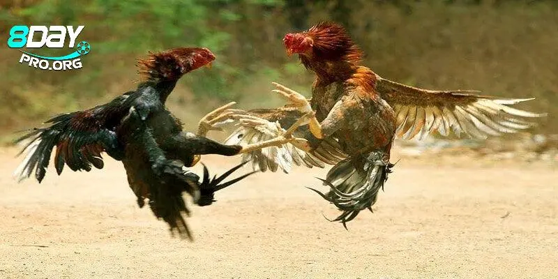 Ngắm trọn những chiến kê đẳng cấp