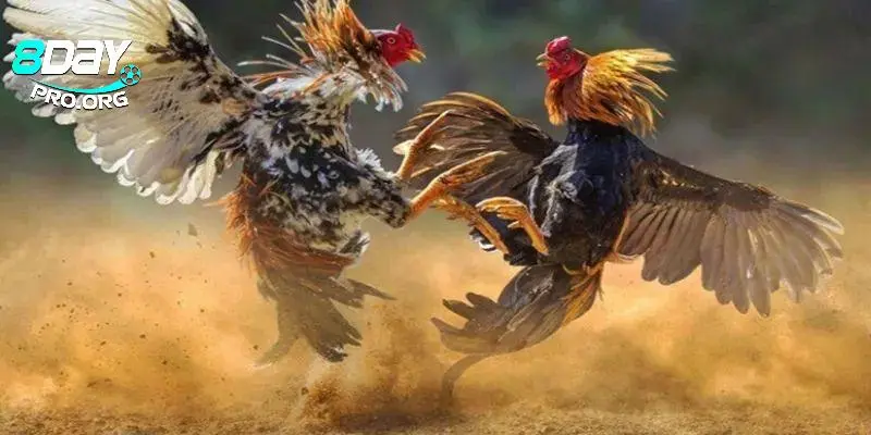 Xem trực tiếp trận đấu sắc nét nhất