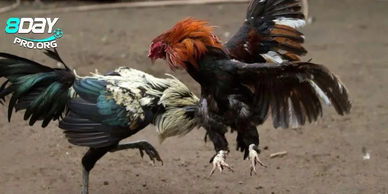 Tận hưởng mọi cung bậc cảm xúc